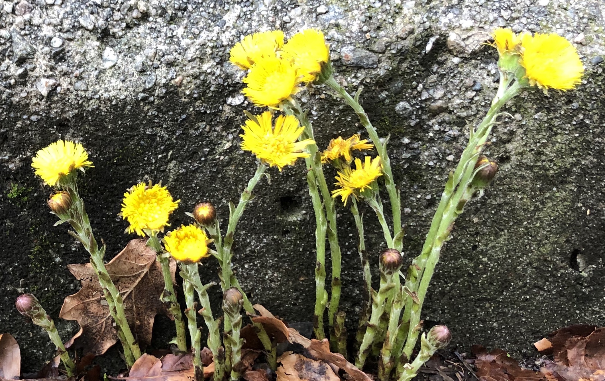 Ukens salme, til våren!