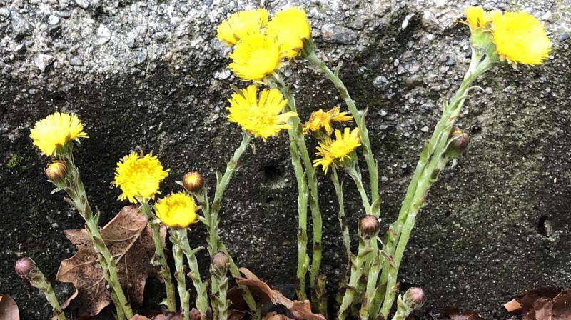 Ukens salme, til våren!