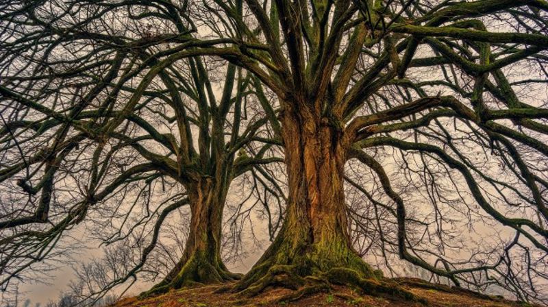 Lokalhistorisk Forum