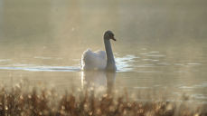 Svane på Skranevatnet. Foto: Cecilie Helen Hansen