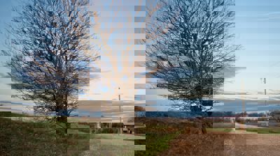 Illustrasjonsfoto: Benjamin White. Bildet viser et skjevt tre langs en gruset landevei og en grønn plen.