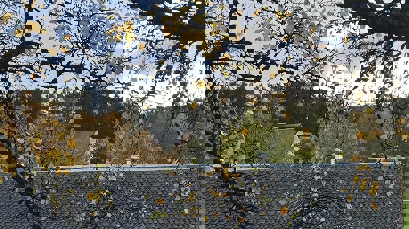 Travle dager i Bodin