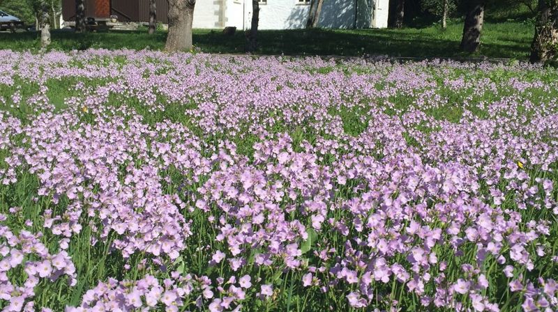 Vårfest 8.juni / Spring garden party 8th of june