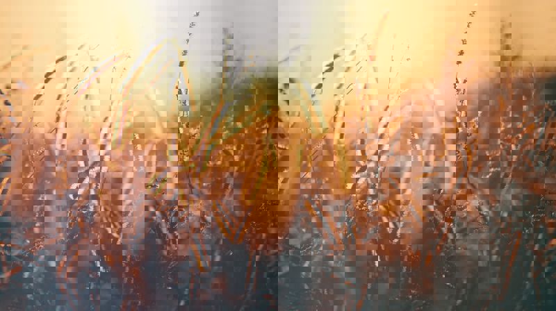 Gudstjenester i sommer