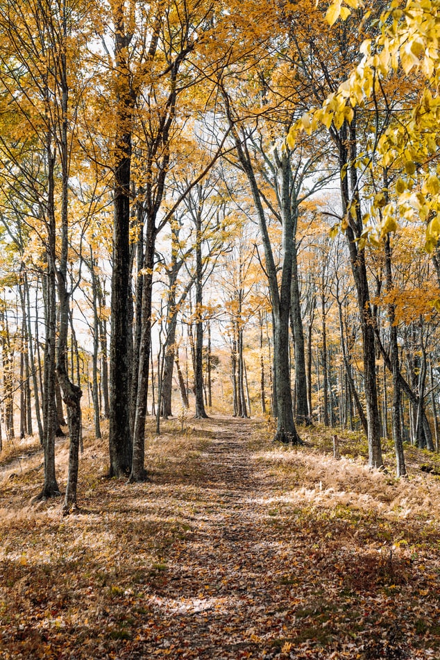 Ut i skogen, opp i trærne