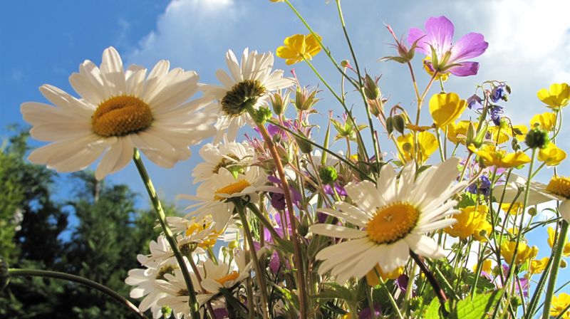 Sommer i Voksen