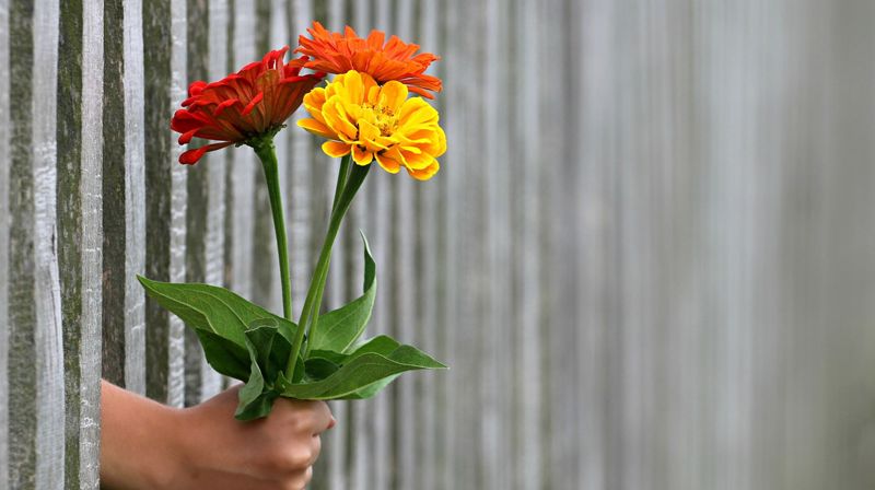 Illustrasjonsfoto. Hånd som gir blomster.