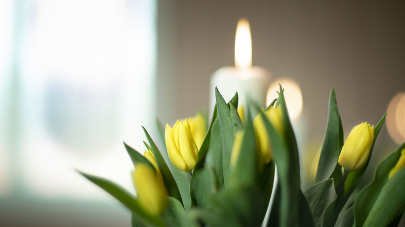 Illustrasjonsfoto. Påskeblomster. Foto: Bo Mathisen.