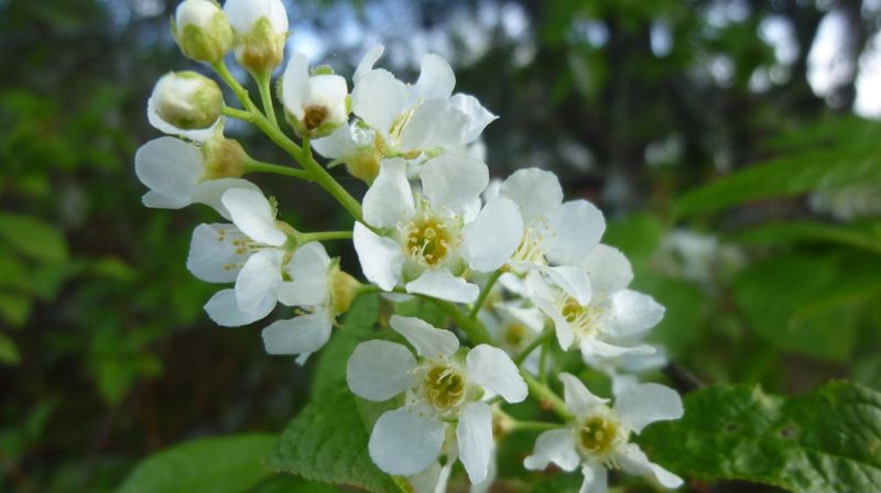 Hver gren er full av blomster