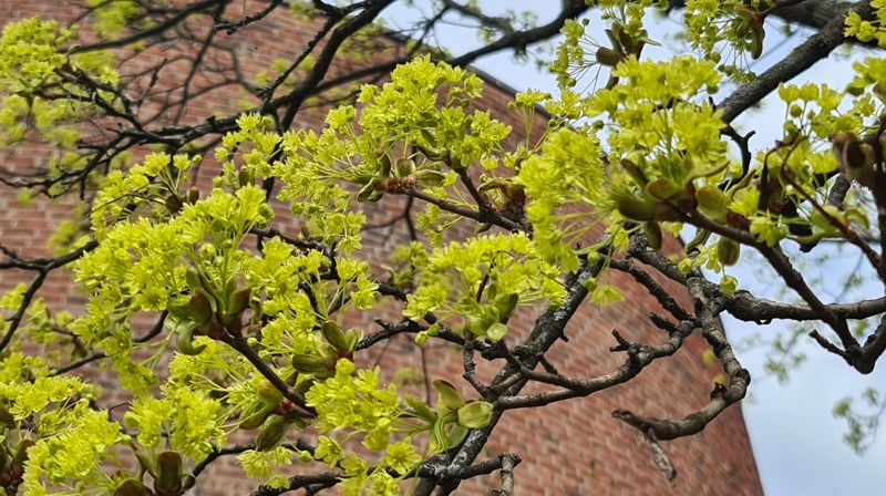 Sannhetens Ånd - en pinsepreken
