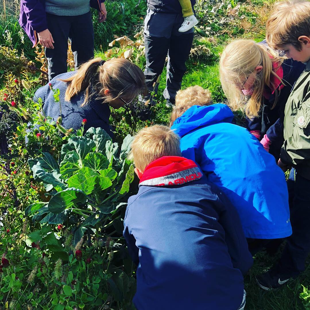Barn høster grønnsaker