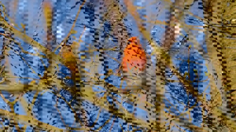 Rødstrupe. bilde: Winnie C (pixarbay)