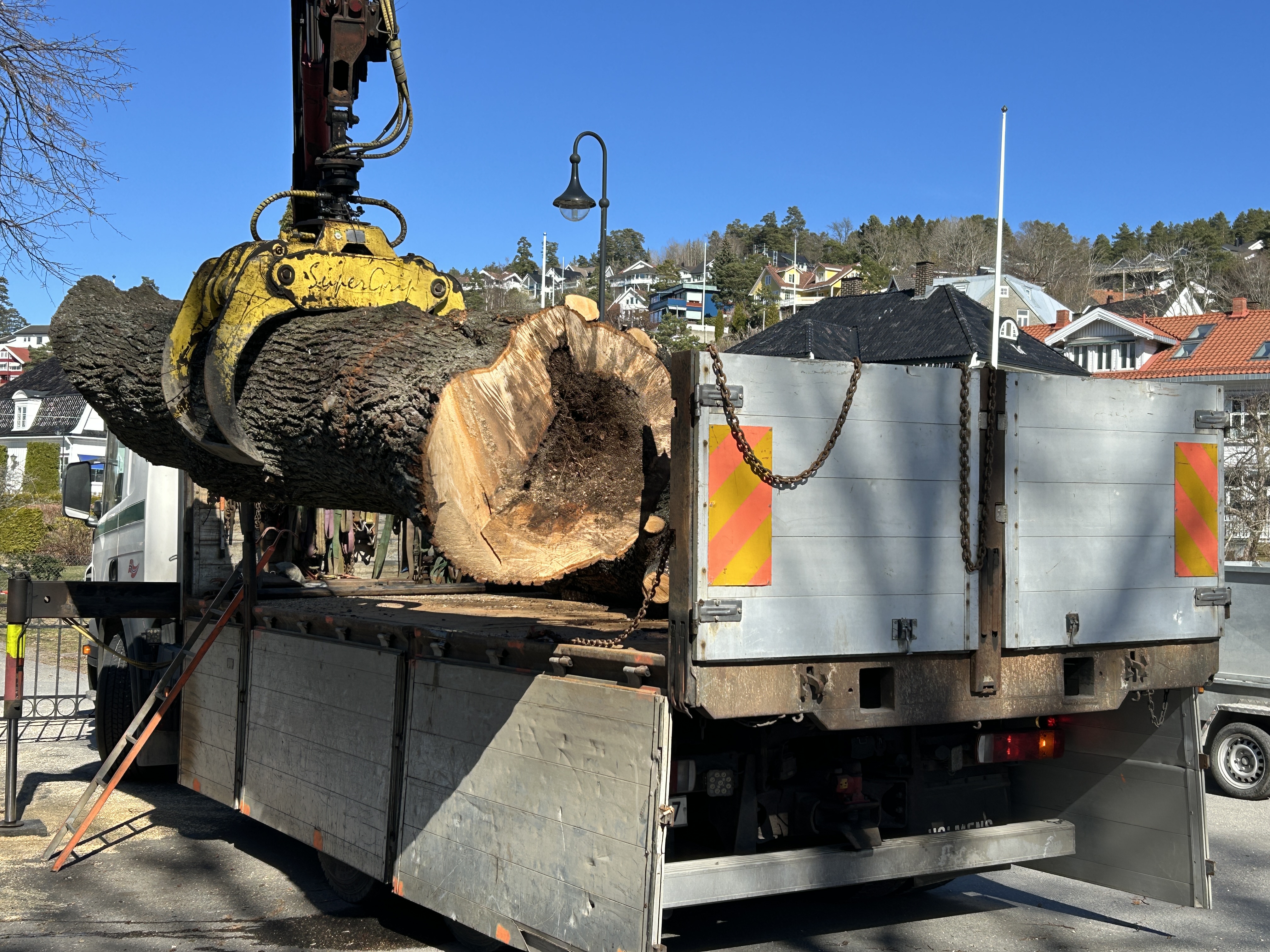 Lind med råteskade felt ved Drøbak kirke