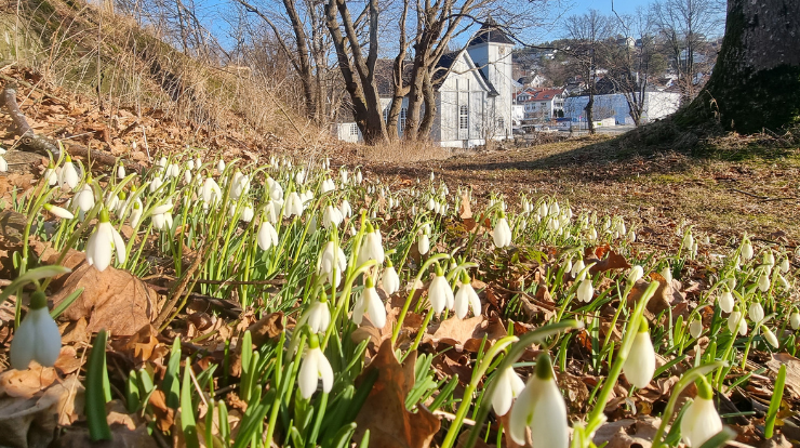 Gule påskeroser pryder Smia kapell