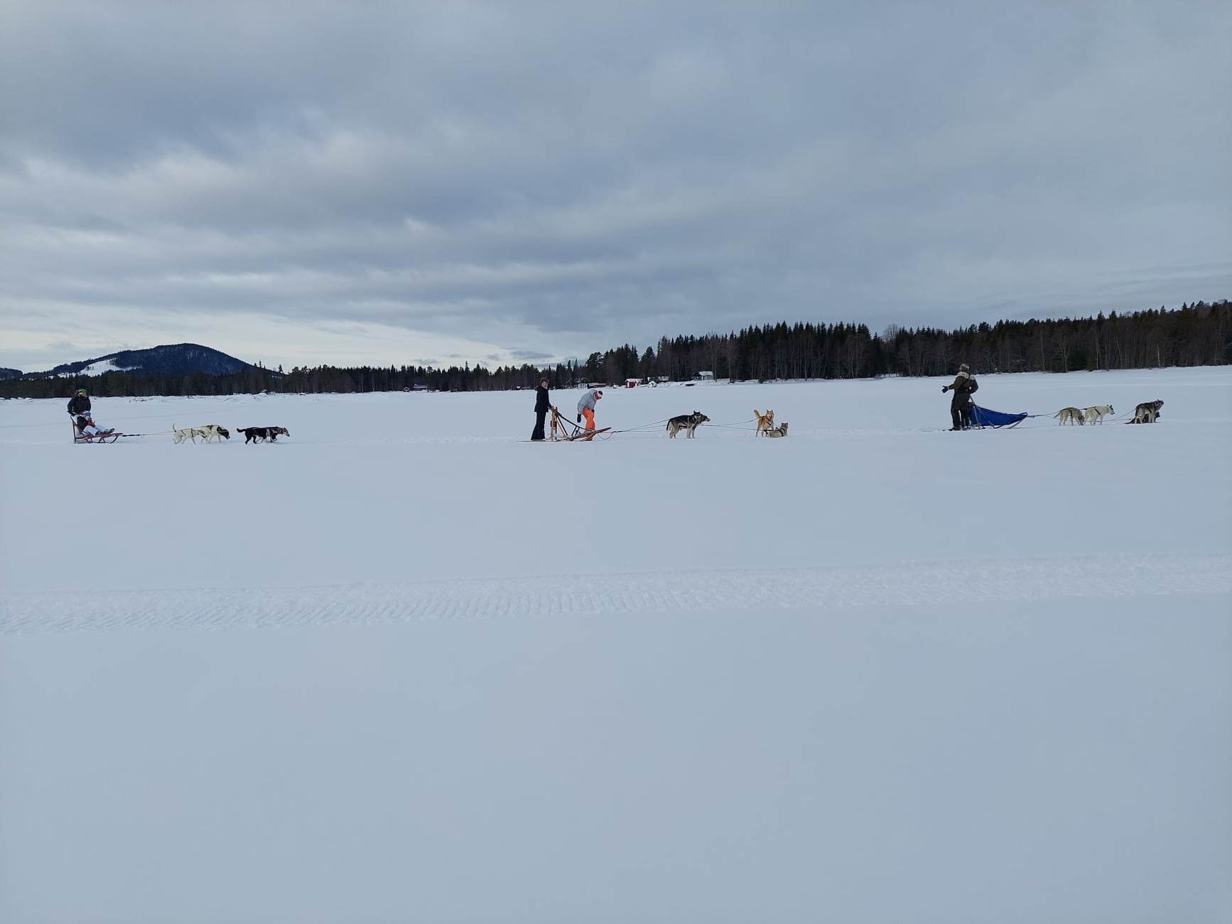 En av leirens populære aktiviteter var å få prøve seg på hundekjøring