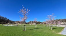 Sommer på Hestnes gravplass.