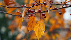 Salige er de barmhjertige, for de skal få barmhjertighet.