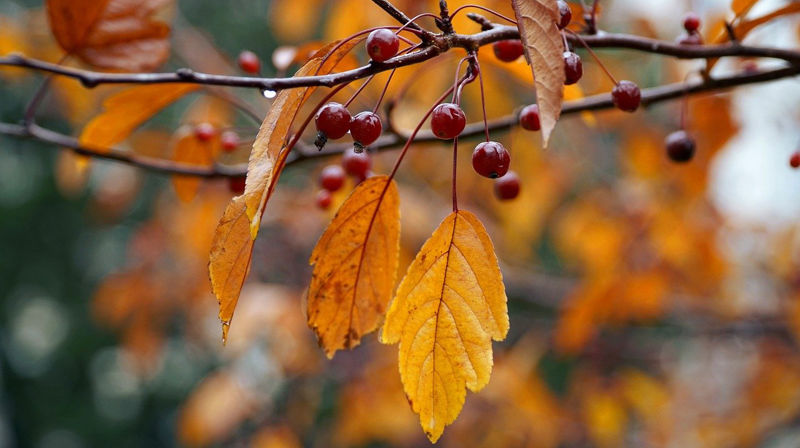 Salige er de barmhjertige, for de skal få barmhjertighet.