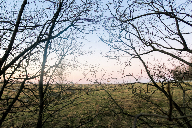 Foto: Stine Wium Jakobsen