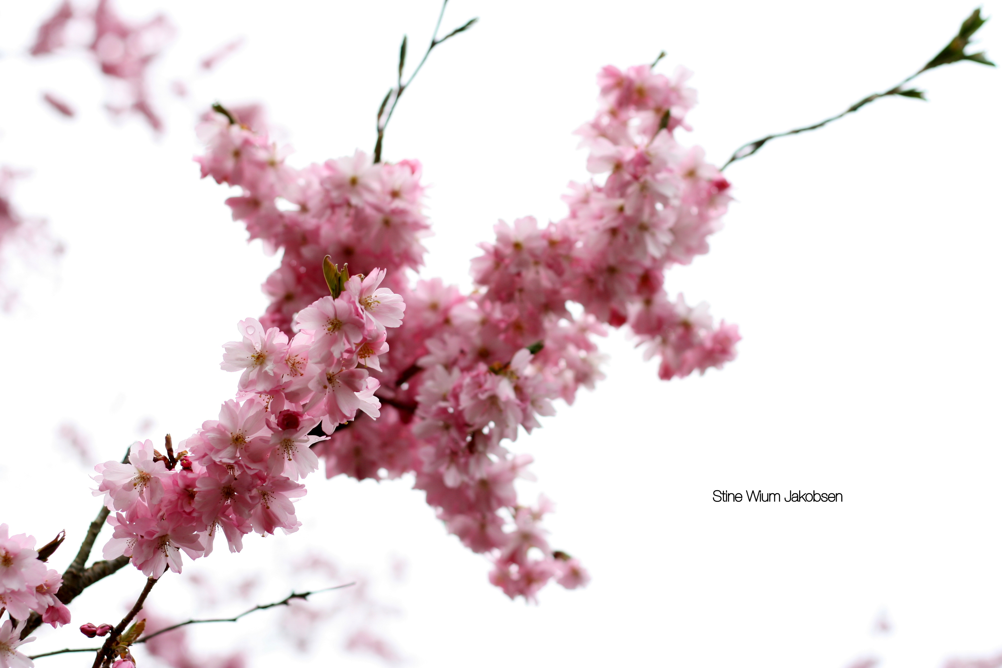 Blomstrende trær er bare én av de mange vakre tingene som oppstår om sommeren.