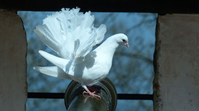 Due på gammel kanon. Foto Jostein Tegnér