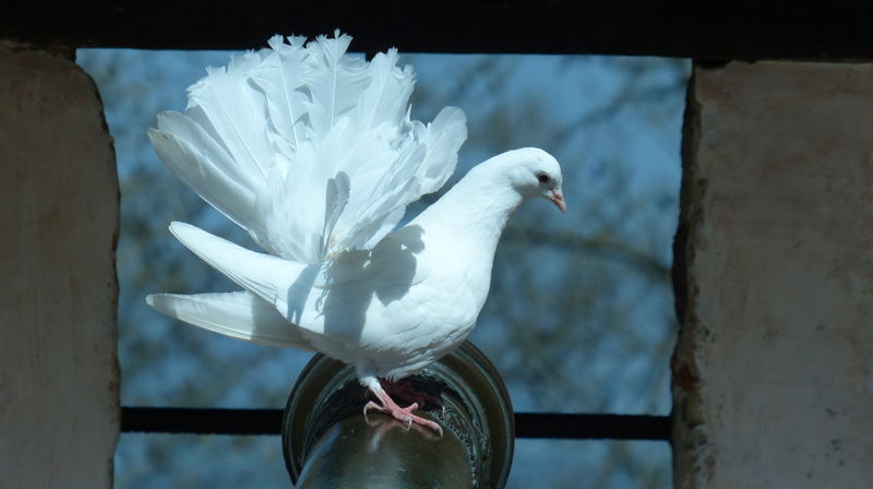 Due på gammel kanon. Foto Jostein Tegnér