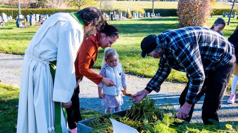Ikke alle gulrøttene var rette