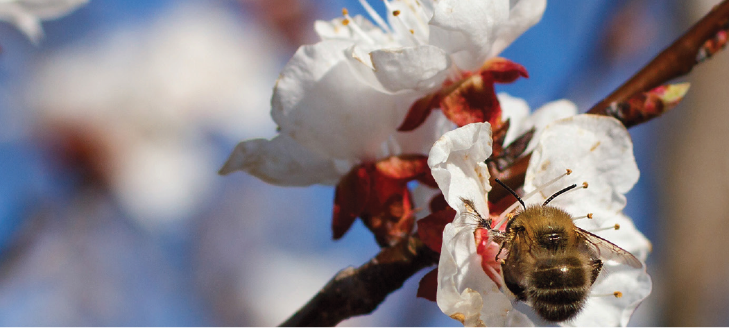 Skaperverkets dag søndag 11. juni