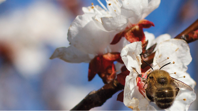 Skaperverkets dag søndag 11. juni