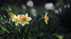 Illustrasjonsfoto: Pixabay