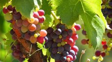 Illustrasjonsfoto: Pixabay