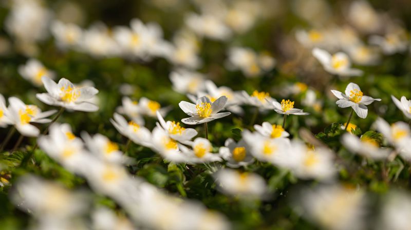 Illustrasjonsfoto: Pixabay