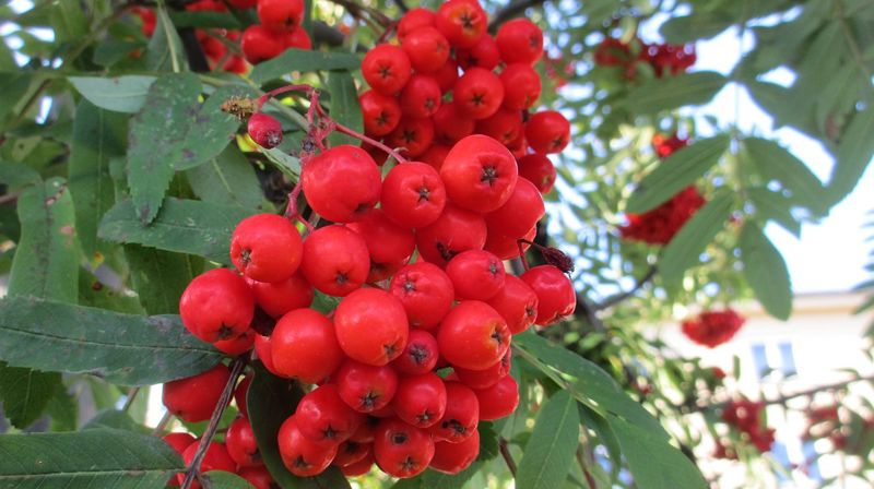 Ill.foto: Pixabay.com