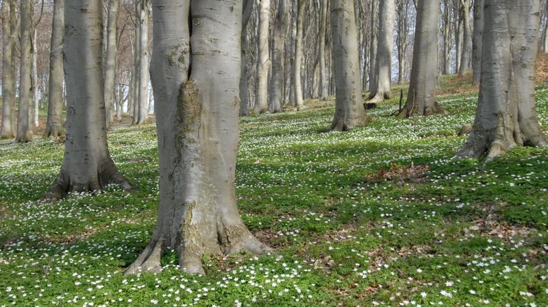 Østre Fredrikstad menighet