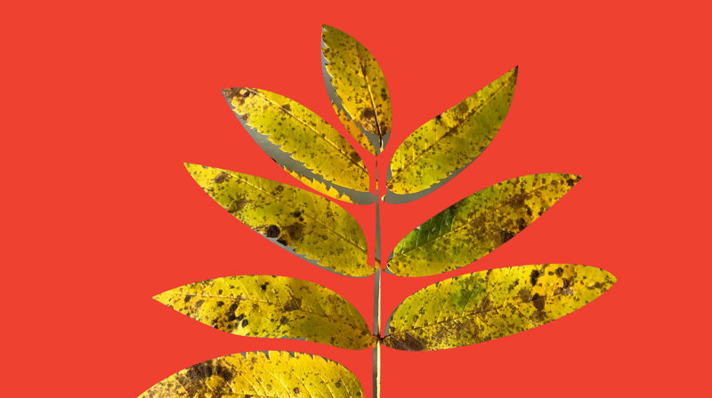 Høstkonsert med VOK og Gjøvik bybrass - Gjøvik kirke 30.10.2024 kl 19.30