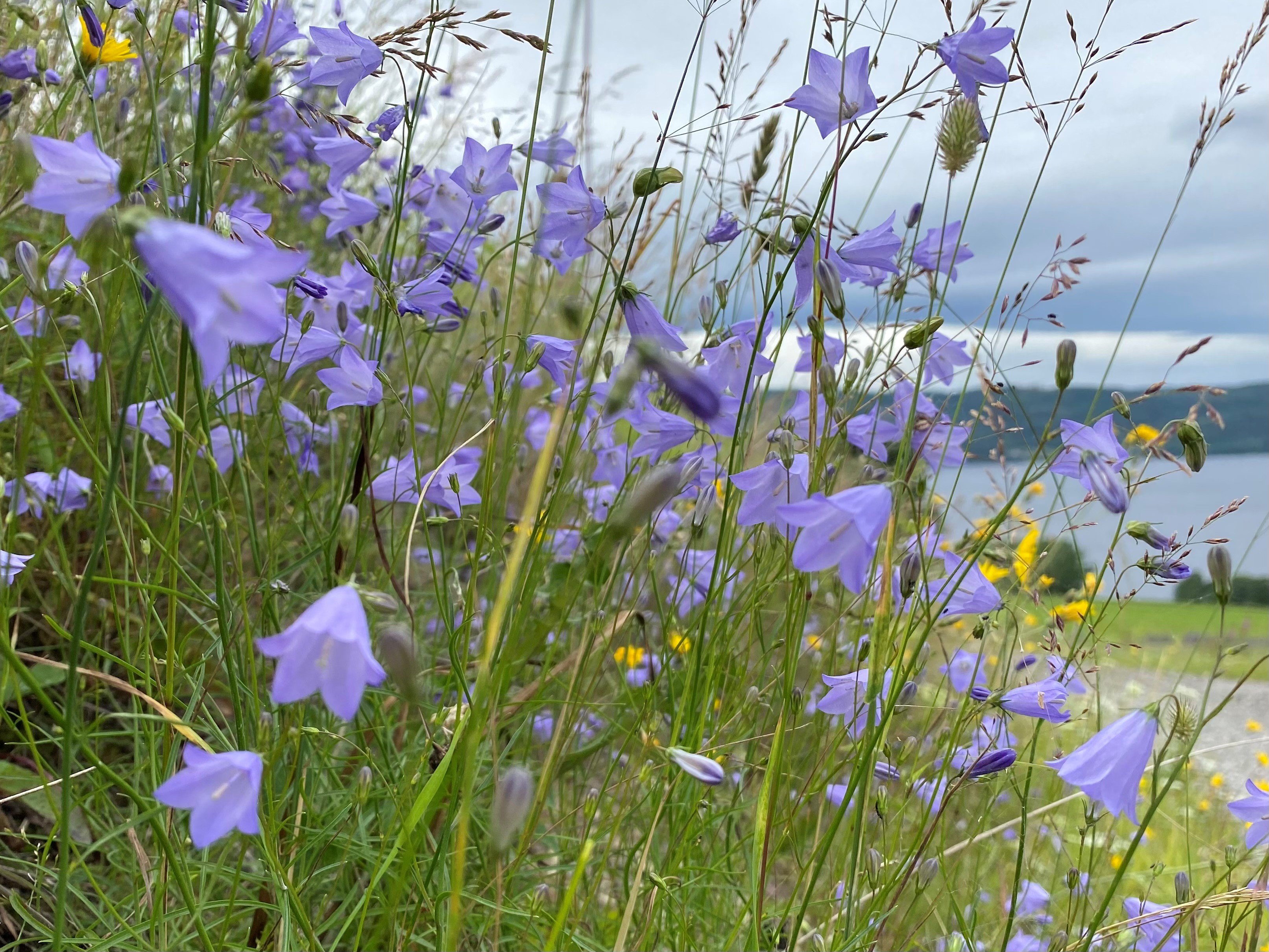 Det finnes flere fine sanger og viser om blåklokker. Foto: Kirken i Gran/Inger Stensrud Haug. 