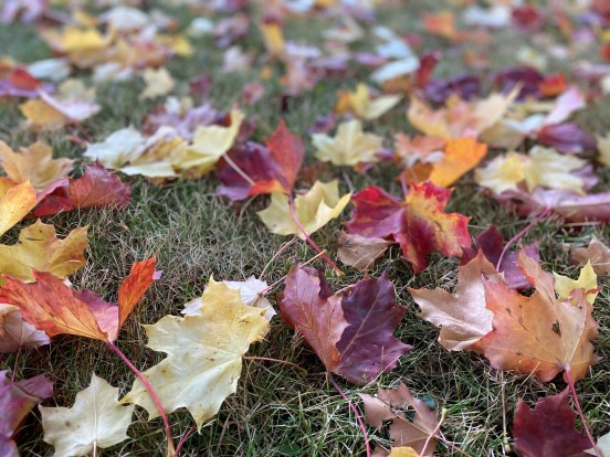 Høstblader i alle farger. (Foto: Inger S Haug 2021). 