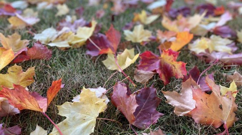 Høstblader i alle farger. (Foto: Inger S Haug 2021).