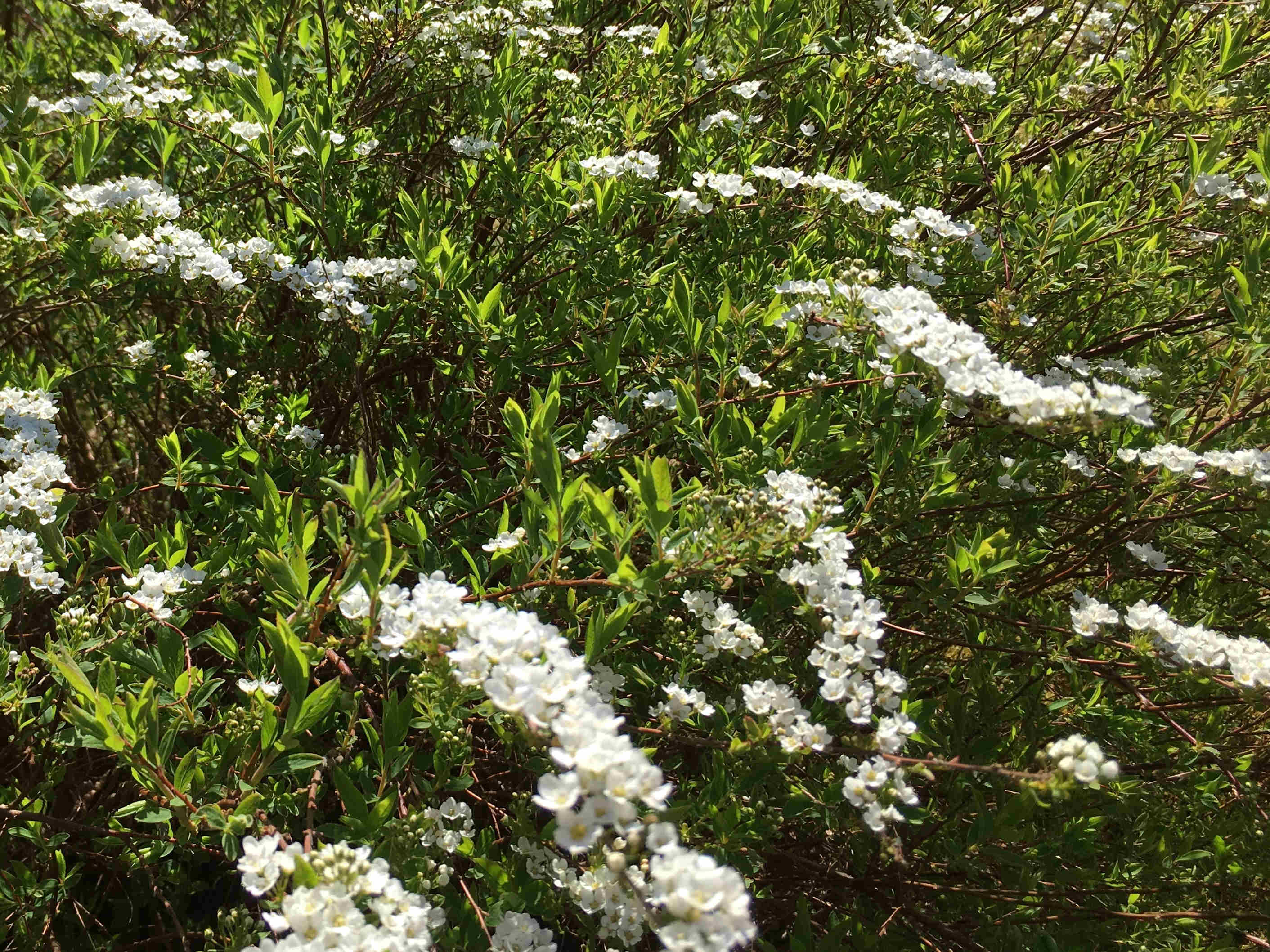 Brudespirea blomstrer i vårsola (foto: Inger S. Haug)