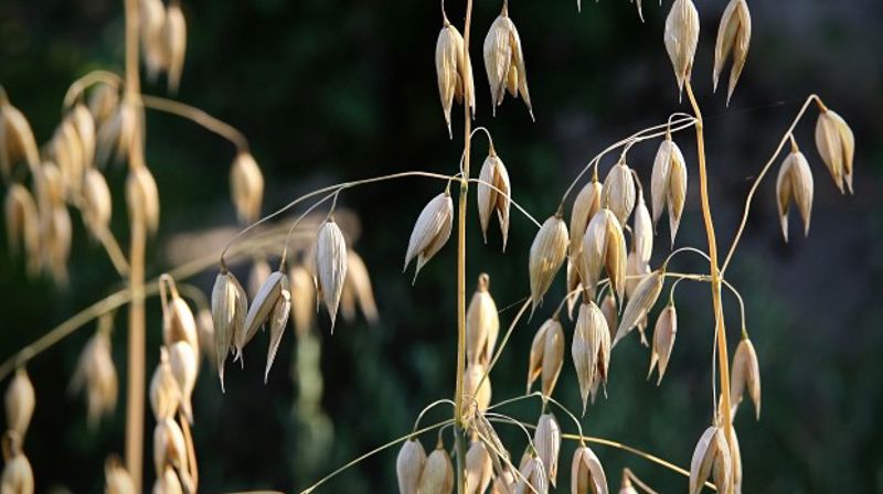 "Jeg er havren, hvem er du?"