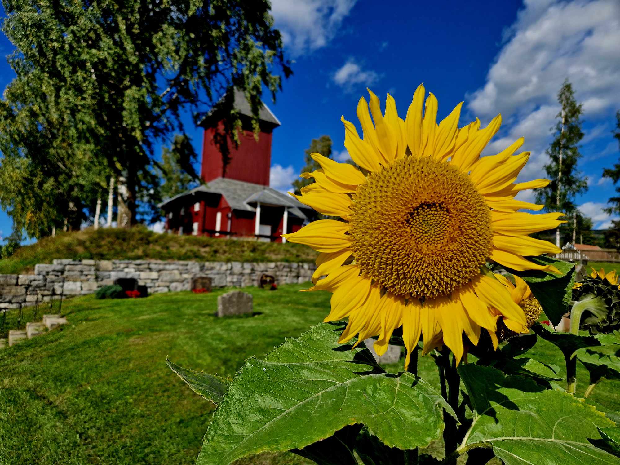 Ål kirke med sommerens solsikke i front (foto: Jan Myrvold/Kirken i Gran). 
