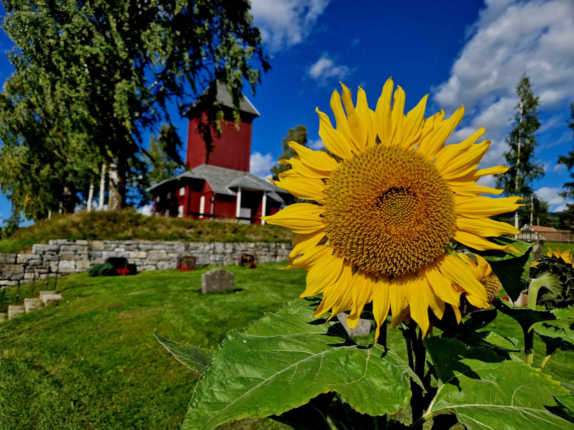 Solsikker poppet opp på gravplassen fra intet i høst, og smilte bredt i front av Ål kirke (foto: Jan Myrvold).  