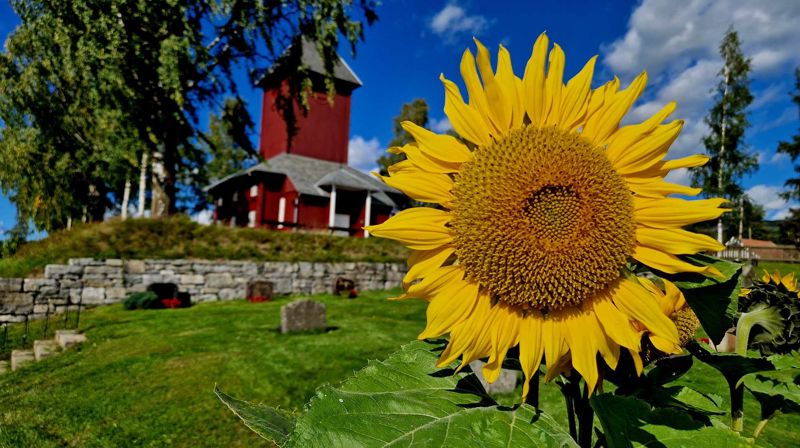 Ål kirke med solsikke i strålende solskinn i september. På søndag er det gudstjeneste med feiring for både nye og gamle konfirmanter i kirka. (Foto: Jan Myrvold 2023).
