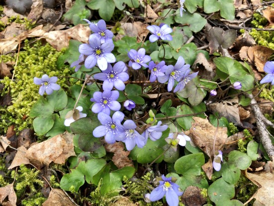 Blåveisbilde (Foto: Jeanette Magnus). 