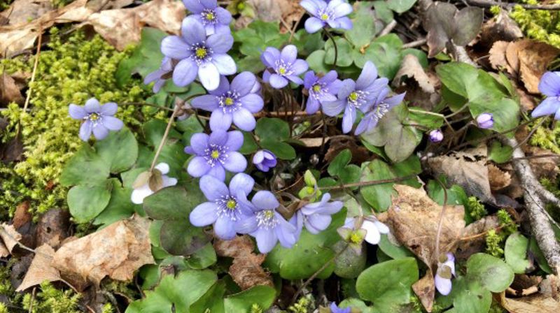 Blåveisbilde (Foto: Jeanette Magnus).