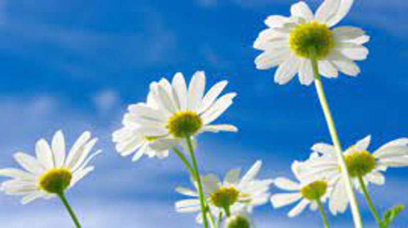 Sommer i våre kirker