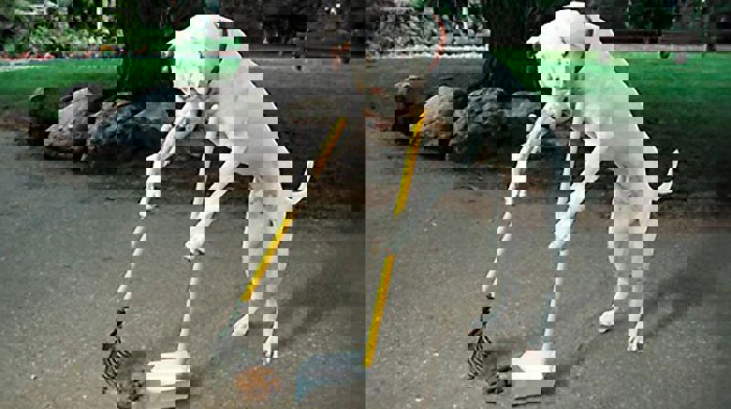 Husk bandtvang heile året!