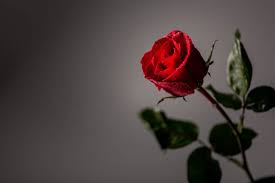 Mellom 17.mai og pinse