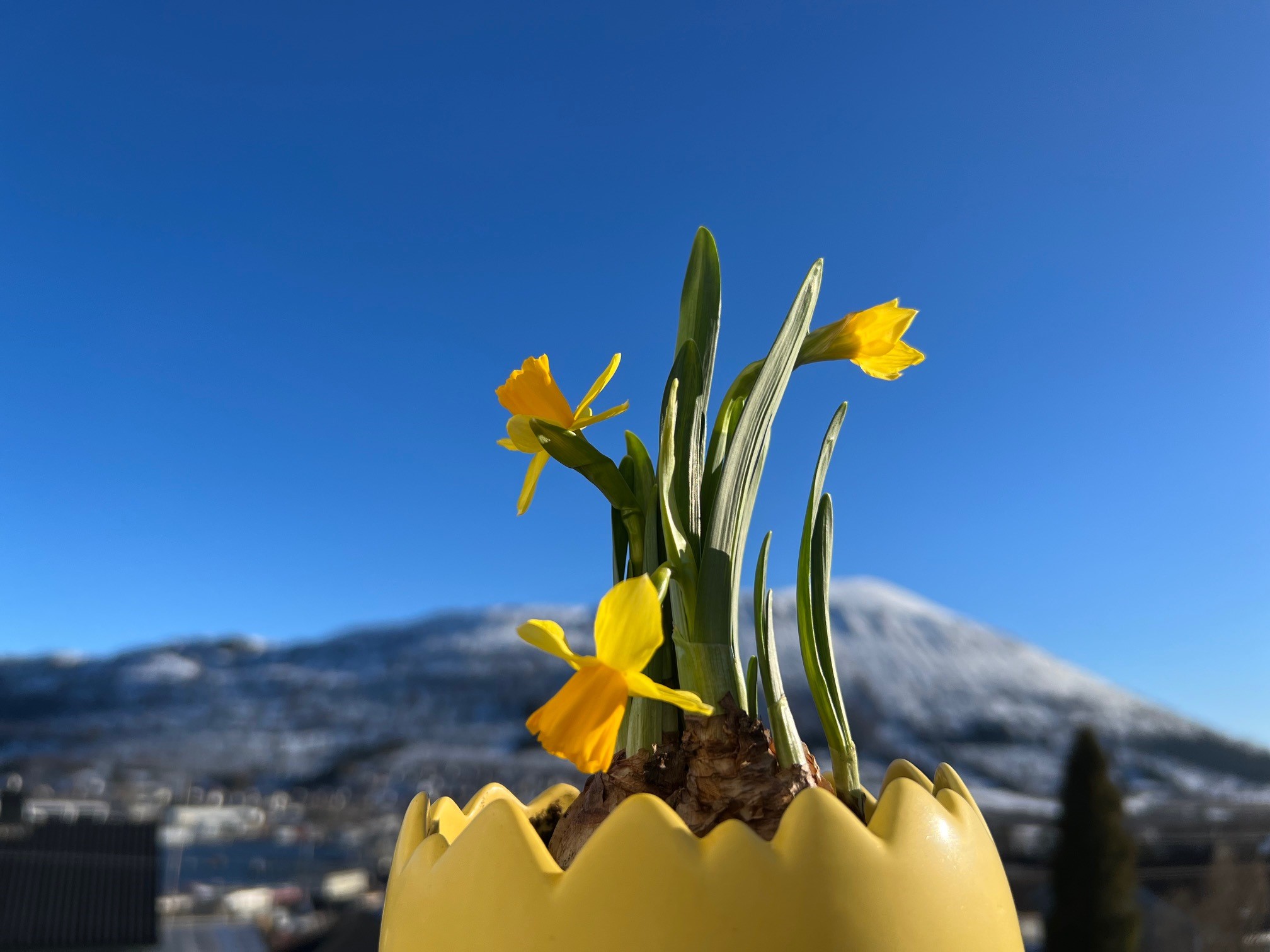 "Meir himmel på jorda" er visjonen til DnK. Her illustrert med påskeliljer mot blå himmel over fjellet Melshorn. Foto: Hareid sokn