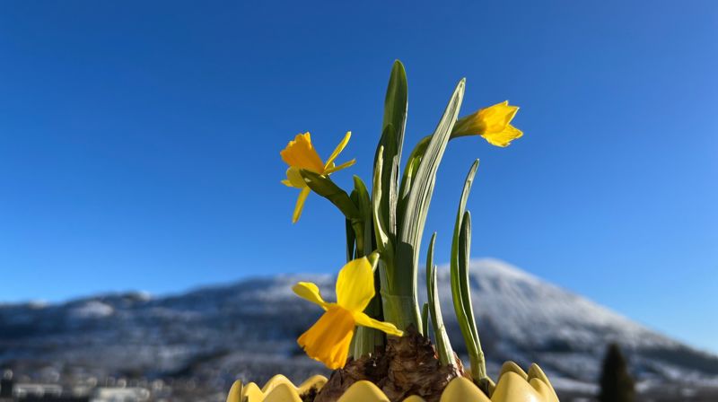 "Meir himmel på jorda" er visjonen til DnK. Her illustrert med påskeliljer mot blå himmel over fjellet Melshorn. Foto: Hareid sokn